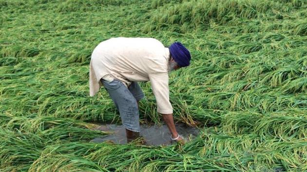 A farmer inspecting his flattened paddy crop in Tarn Taran on Sunday. (HT Photo) A farmer inspecting his flattened paddy crop in Tarn Taran on Sunday. (HT Photo)