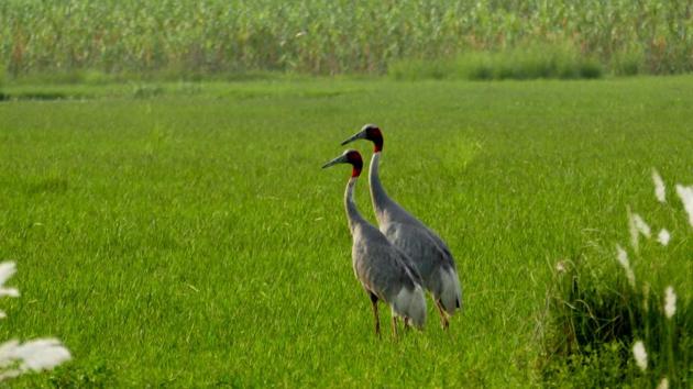 According to birders, there are two pairs of cranes near the main water body of the Dhanauri wetland in Noida, as well as 20 more pairs in the vicinity of the Surajpur wetland.(HT Photo)