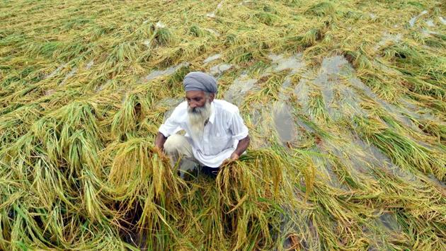 With the standing paddy and cotton crop almost ready to harvest in Punjab, local farmers said their crop was damaged due to the unseasonal rain. Paddy procurement was to officially begin on October 1. (Sameer Sehgal/Ht)