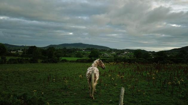 A horse makes its way across an open field along the Irish border in Newry. Coming to terms between those who favour a ‘hard’ Brexit and those who prefer a ‘soft’ Brexit has so far been a challenge for Theresa May. A hard Brexit would see the UK giving up access to the EU’s single market whereas a soft Brexit would see the UK leave the EU, lose its seat on the European Council —but retain access to the market. (Charles McQuillan / Getty Images) A horse makes its way across an open field along the Irish border in Newry. Coming to terms between those who favour a ‘hard’ Brexit and those who prefer a ‘soft’ Brexit has so far been a challenge for Theresa May. A hard Brexit would see the UK giving up access to the EU’s single market whereas a soft Brexit would see the UK leave the EU, lose its seat on the European Council —but retain access to the market. (Charles McQuillan / Getty Images)