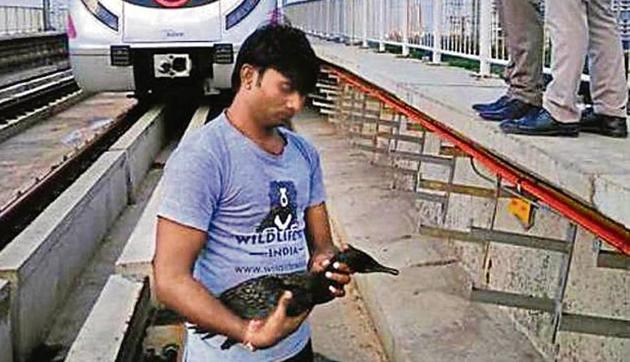 An Indian cormorant fell on the tracks near Kalindi Kunj.(DMRC)