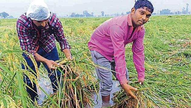 Farmers in a waterlogged paddy field at Nilokheri town in Karnal district. (HT Photo) Farmers in a waterlogged paddy field at Nilokheri town in Karnal district. (HT Photo)