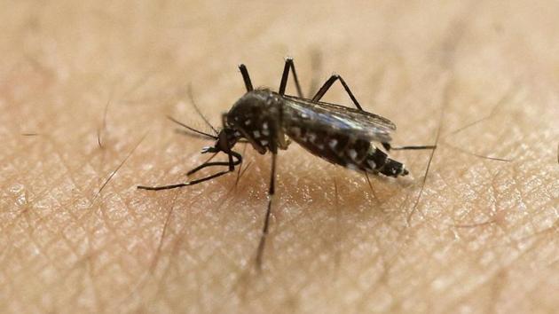 A female Aedes aegypti mosquito, known to be a carrier of the Zika virus, acquires a blood meal on the arm of a researcher at the Biomedical Sciences Institute of Sao Paulo University in Sao Paulo, Brazil.(AP File Photo)