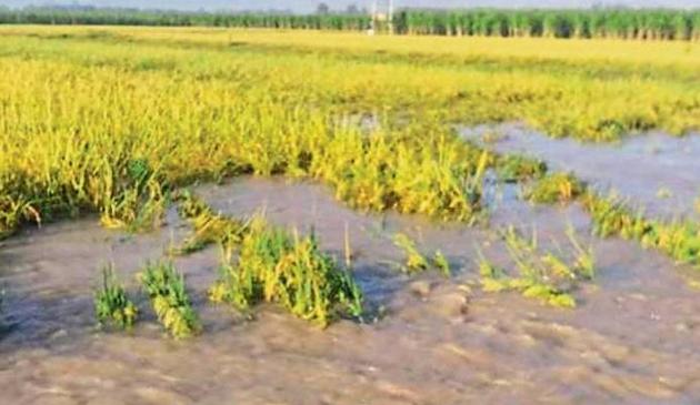 A waterlogged field at Indri block of Karnal district on Tuesday.(HT Photo)