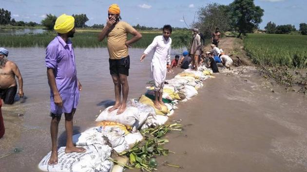 Villagers make a temporary bundh after Patti drain water inundates paddy fields in Tarn Taran on Tuesday. (HT Photo) Villagers make a temporary bundh after Patti drain water inundates paddy fields in Tarn Taran on Tuesday. (HT Photo)