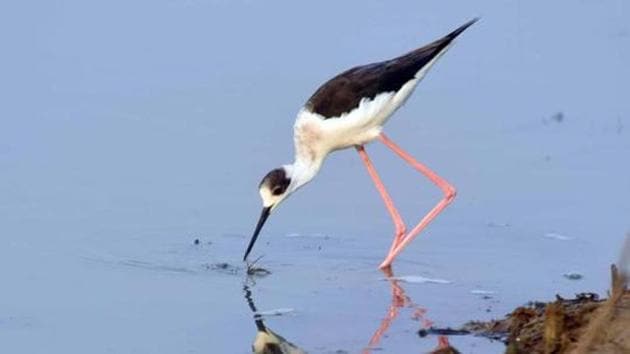 A black-winged stilt migratory bird in Chilika lake.(HT File Photo)