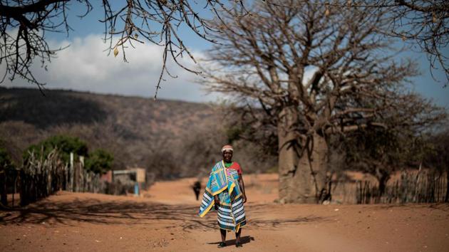 Baobab harvester Elisah Paswana, 59, has been nurturing a single one-metre-high sapling -- protected from goats by a makeshift fence -- for the past two years. Known locally as “baobab guardians” these women also plant and nurture baobab saplings in their gardens to earn an income for each centimetre the trees grow. Paswana said the baobab guardian programme had alleviated poverty in the community. She gets about $21 per centimeter. (Marco Longari / AFP) Baobab harvester Elisah Paswana, 59, has been nurturing a single one-metre-high sapling -- protected from goats by a makeshift fence -- for the past two years. Known locally as “baobab guardians” these women also plant and nurture baobab saplings in their gardens to earn an income for each centimetre the trees grow. Paswana said the baobab guardian programme had alleviated poverty in the community. She gets about $21 per centimeter. (Marco Longari / AFP)