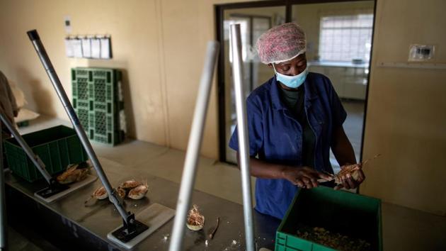 Fhatuwani Maguvha removes seeds from a baobab fruit at the Ecoproducts lab headquarters, a company behind baobab cultivation in Louis Trichardt, in the Limpopo Province. The seeds and chalky powder inside the fruit have become a health craze celebrated for their vitamin-packed properties, now used in everything from flavoured soda, ice cream and chocolate to gin and cosmetics. (Marco Longari / AFP) Fhatuwani Maguvha removes seeds from a baobab fruit at the Ecoproducts lab headquarters, a company behind baobab cultivation in Louis Trichardt, in the Limpopo Province. The seeds and chalky powder inside the fruit have become a health craze celebrated for their vitamin-packed properties, now used in everything from flavoured soda, ice cream and chocolate to gin and cosmetics. (Marco Longari / AFP)