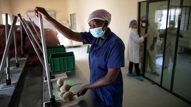 Maguvha prepares to crash a baobab fruit to extract its seeds. Baobab joins fruits like the goji and acai berries, pomegranate and cantaloupe in superfoods territory. “It has got a really good combination of natural vitamins, antioxidants, protein and also healing substances which all together makes it an incredible superfood,” Jean Francois Sobiecki, nutritionist and ethnobotanist at the University of Johannesburg, told AFP. (Marco Longari / AFP) Maguvha prepares to crash a baobab fruit to extract its seeds. Baobab joins fruits like the goji and acai berries, pomegranate and cantaloupe in superfoods territory. “It has got a really good combination of natural vitamins, antioxidants, protein and also healing substances which all together makes it an incredible superfood,” Jean Francois Sobiecki, nutritionist and ethnobotanist at the University of Johannesburg, told AFP. (Marco Longari / AFP)
