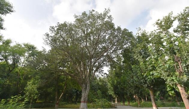 A Gular tree in the Hauz Rani City forest nursery.(HT File Photo)