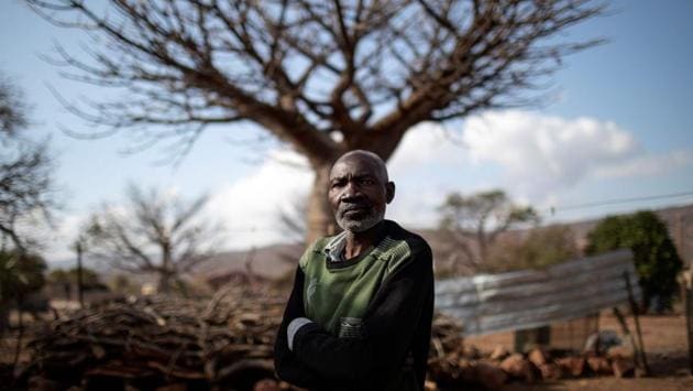 Baobab harvester Aaron Muchengeni, 58, poses in front of a baobab tree. This tree can take up to 200 years to bear fruit, but watering them every day can see that time reduced to 30 years. Historically credited with mythical and spiritual powers in African folklore, the baobab is known as the “upside down tree”, as its branches look like roots. (Marco Longari / AFP) Baobab harvester Aaron Muchengeni, 58, poses in front of a baobab tree. This tree can take up to 200 years to bear fruit, but watering them every day can see that time reduced to 30 years. Historically credited with mythical and spiritual powers in African folklore, the baobab is known as the “upside down tree”, as its branches look like roots. (Marco Longari / AFP)