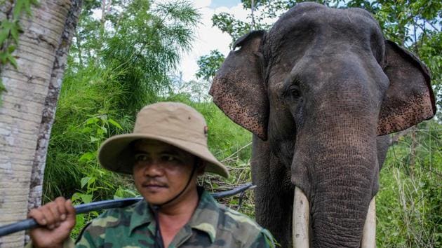 Mahout Vi Xien walks Thong Ngan, a rescued elephant. With just 80 elephants left in captivity and about 100 in the wild -- down from as many as 2,000 in 1990 -- Slagter suspects most of the tails are being smuggled in from neighbouring countries or as far afield as Africa. (Thanh Nguyen / AFP) 