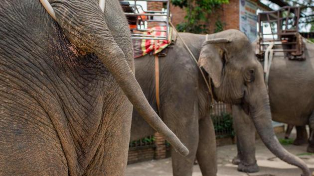 vietnam elephants animal conservation c4af5d48 c220 11e8 b1a0 a49c7cb48219