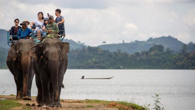 Tourists ride on elephants during a trek around Lak district, Dak Lak province. Loss of habitat and poaching has also badly dented elephant numbers in Thailand, Cambodia and Laos, where they were worshipped for centuries. In Vietnam too, the M’nong and Ede ethnic minorities in Dak Lak province -- dubbed the “elephant kingdom” for the large herds that once roamed its forests -- hold a deep spiritual reverence for the animals.  (Thanh Nguyen / AFP) 