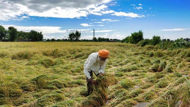 A villager inspects damaged paddy crop at a farm near village Ibn Kalan, after incessant rains lashed the region, on the outskirts of Amritsar, Monday, Sept 24, 2018.(PTI)