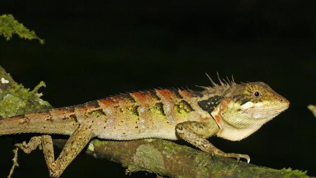 Spiny-headed forest lizard (Sourced) Spiny-headed forest lizard (Sourced)