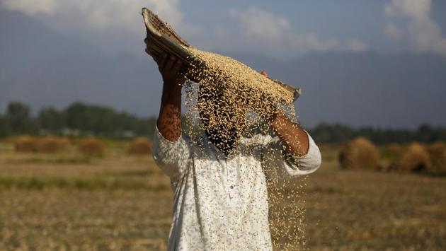 A farmer separates grain from chaff on the outskirts of Srinagar, Jammu and Kashmir. (Mukhtar Khan / AP)
