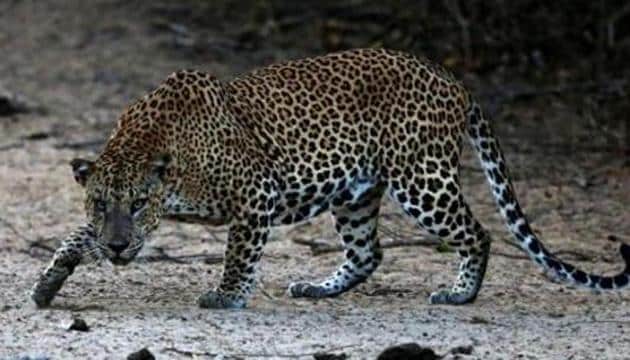 Another leopard has created terror in Bageshwar district. There it killed a four-year girl in on September 3. The incident created panic in the area, with people demanding that the leopard be declared a man-eater and killed.(Picture for representation)