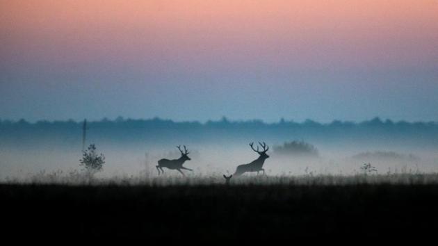 Male deers run in a field in Republican landscape reserve ‘Naliboksky’ near the village of Kozliki, Belarus. (Vasily Fedosenko / REUTERS) Male deers run in a field in Republican landscape reserve ‘Naliboksky’ near the village of Kozliki, Belarus. (Vasily Fedosenko / REUTERS)