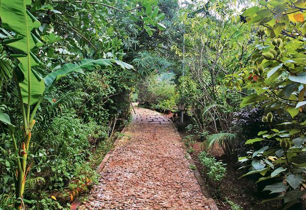 Around 30 species of butterflies can be spotted at Dattaji Salvi Garden at Kopri.(Praful Gangurde/HT) Around 30 species of butterflies can be spotted at Dattaji Salvi Garden at Kopri.(Praful Gangurde/HT)