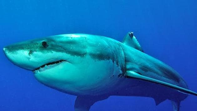 A 13-year-old boy skin diving for lobsters was attacked by a shark Saturday along the Southern California coast but was quickly pulled from the water by other divers and flown to a trauma centre, authorities said. (File Photo) A 13-year-old boy skin diving for lobsters was attacked by a shark Saturday along the Southern California coast but was quickly pulled from the water by other divers and flown to a trauma centre, authorities said. (File Photo)
