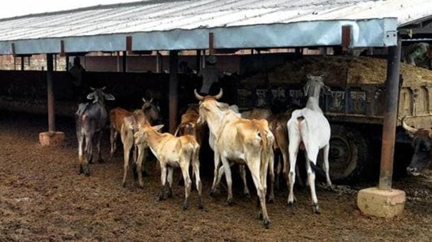 Rajasthan, which has a separate department for cows, allocated Rs 70 per day per cow housed in around 1,600 gaushalas in the 2017-18 financial year.(PTI/Picture for representation)