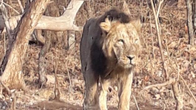 A male lion seen at Gir National Park.(HT File Photo)