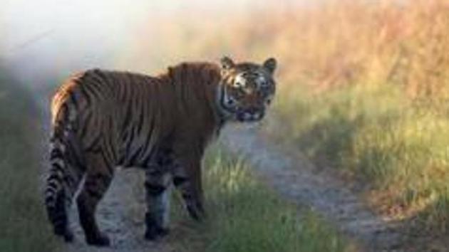 Odisha forest and environment minister Bijayshree Routray said tigress Sundari that was imported from Bandhavgarh tiger reserve of Madhya Pradesh to Satkosia tiger reserve in Odisha in June this year will be kept in Nandankanan zoo after it is tranquillised by experts.(AP Photo)