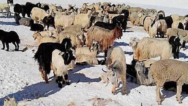 A flock of sheep at 4,700-metre high Thamsar Pass in Kangra district.