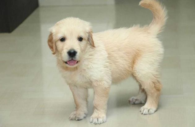 State council suspends, fines two Pune vets after golden retriever pup dies - Hindustan Times State council suspends, fines two Pune vets after golden retriever pup dies - Hindustan Times