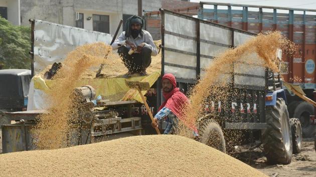 A worker piles up paddy grains at the Bhagtanwala grain market in Amritsar on Wednesday. (Sameer Sehgal/Ht photo) A worker piles up paddy grains at the Bhagtanwala grain market in Amritsar on Wednesday. (Sameer Sehgal/Ht photo)