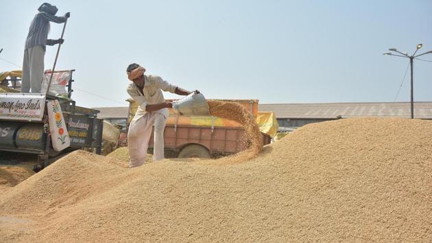 Paddy has been cultivated in 74 lakh acres of Punjab this year and 22 million metric tonnes of rice residue is expected to be generated. Punjab alone contributes 65% of the total residue produced by the northwestern states. (Sameer Sehgal/Ht photo) Paddy has been cultivated in 74 lakh acres of Punjab this year and 22 million metric tonnes of rice residue is expected to be generated. Punjab alone contributes 65% of the total residue produced by the northwestern states. (Sameer Sehgal/Ht photo)