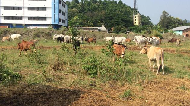 Angry policemen say the owners of the cattle have not turned up yet and even a local gaushala in Guwahati have refused to take them.(Sadiq Naqvi)
