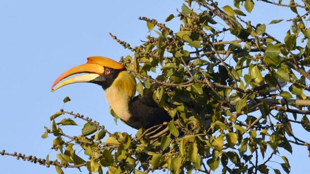 Great Hornbill is fondly referred to as ‘farmers of the forest’ because of the great distances to which they help disperse seeds.(HT File Photo)