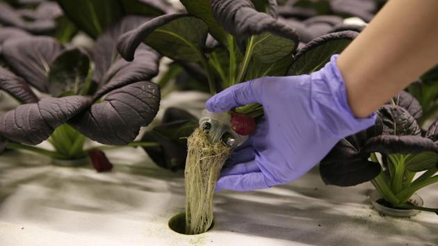 A bok choy plant is lifted up and displayed at Iron Ox. There are bigger stakes as well. The world’s population is expected to swell to 10 billion by 2050 making it important to find ways to feed more people without further environmental impact. Iron Ox, Alexander reasons, can be part of the solution if its system can make the leap from its small, laboratory like setting to much larger greenhouses. (Eric Risberg / AP) A bok choy plant is lifted up and displayed at Iron Ox. There are bigger stakes as well. The world’s population is expected to swell to 10 billion by 2050 making it important to find ways to feed more people without further environmental impact. Iron Ox, Alexander reasons, can be part of the solution if its system can make the leap from its small, laboratory like setting to much larger greenhouses. (Eric Risberg / AP)