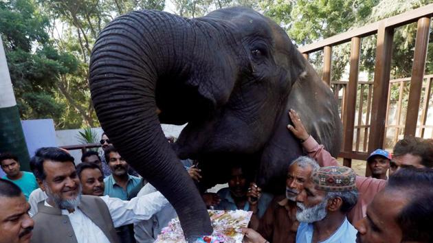 Zoo staff gather as a female elephant named Noor Jahan eats cake on the occasion of her 14th birthday celebrations at the Zoological Garden in Karachi, Pakistan. (Akhtar Somroo / REUTERS) Zoo staff gather as a female elephant named Noor Jahan eats cake on the occasion of her 14th birthday celebrations at the Zoological Garden in Karachi, Pakistan. (Akhtar Somroo / REUTERS)