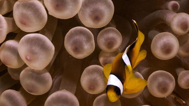 A clownfish swims through anemones in the Egyptian Red Sea marine reserve of Ras Mohamed. (Emily Irving-Swift / AFP) A clownfish swims through anemones in the Egyptian Red Sea marine reserve of Ras Mohamed. (Emily Irving-Swift / AFP)