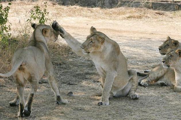 Asiatic Lions near the village of Sasan on the edge of Gir National Park.(AFP File Photo)