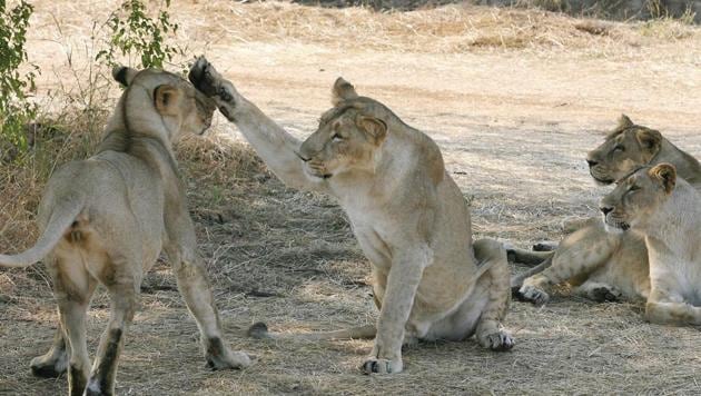 Asiatic Lions (Panthera leo persica) near the village of Sasan on the edge of Gir National Park. The ICMR, the apex body in India for the formulation, coordination and promotion of biomedical research, has found that Canine Distemper Virus (CDV) was responsible for the death of five Asiatic lions in Gir forest .(Representative Image/AFP File Photo) Asiatic Lions (Panthera leo persica) near the village of Sasan on the edge of Gir National Park. The ICMR, the apex body in India for the formulation, coordination and promotion of biomedical research, has found that Canine Distemper Virus (CDV) was responsible for the death of five Asiatic lions in Gir forest .(Representative Image/AFP File Photo)