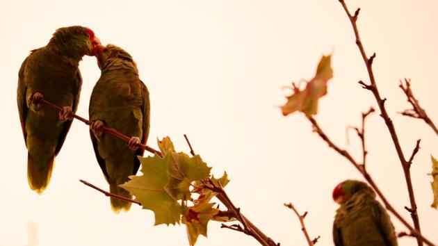 Parrots are perched on a treetop at sunset in Pasadena, California. (Mario Anzuoni / REUTERS) Parrots are perched on a treetop at sunset in Pasadena, California. (Mario Anzuoni / REUTERS)