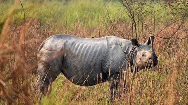 The WII now has DNA samples of around 100 rhinos from Pobitora Wildlife Sanctuary in Assam, 40 from Dudhwa National Park in UP, around 35-40 from Manas National Park and about 70-80 rhinos from Kaziranga National Park, both in Assam.(Reuters/Picture for representation) The WII now has DNA samples of around 100 rhinos from Pobitora Wildlife Sanctuary in Assam, 40 from Dudhwa National Park in UP, around 35-40 from Manas National Park and about 70-80 rhinos from Kaziranga National Park, both in Assam.(Reuters/Picture for representation)