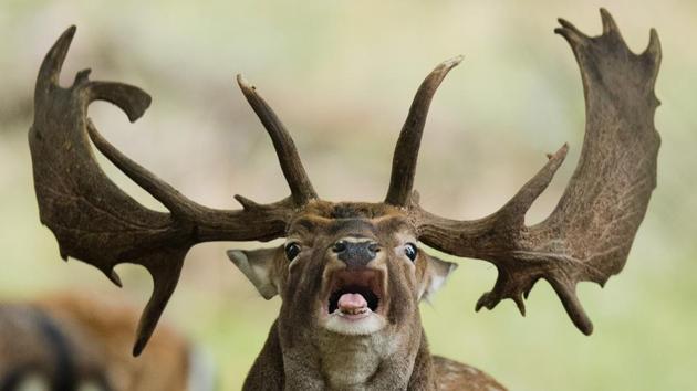 A fallow deer roars during the rutting season in the zoological garden in Hannover, northern Germany. (Juan Stratenschulte / dpa / AFP) A fallow deer roars during the rutting season in the zoological garden in Hannover, northern Germany. (Juan Stratenschulte / dpa / AFP)