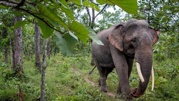 The elephant also entered a village and attacked a 70-year-old-man before it was caught and chained by forest officials with help from its mahout (trainer).(AFP/Picture for representation)