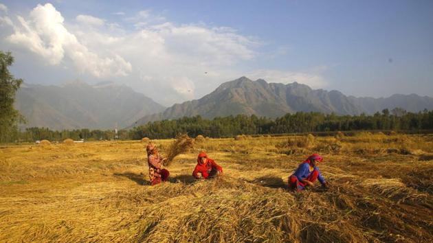 Kashmiri women seen working in a paddy field during harvesting season, in the outskirts of Srinagar, Jammu and Kashmir on October 01, 2018. (Waseem Andrabi / HT Photo) Kashmiri women seen working in a paddy field during harvesting season, in the outskirts of Srinagar, Jammu and Kashmir on October 01, 2018. (Waseem Andrabi / HT Photo)