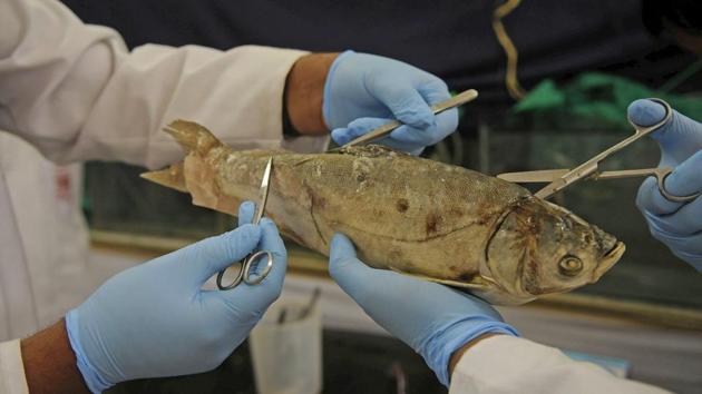 Samples being collected from a fish at fish hospital in the premises of Sheri Kashmir University of Agricultural Sciences and Technology (SKUAST) at Rangil in central Kashmir’s Ganderbal district on October 5. (Waseem Andrabi/ HT File Photo) Samples being collected from a fish at fish hospital in the premises of Sheri Kashmir University of Agricultural Sciences and Technology (SKUAST) at Rangil in central Kashmir’s Ganderbal district on October 5. (Waseem Andrabi/ HT File Photo)