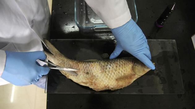 To control the lose of fish, AAHMD has now set up 20 glass tanks and aquariums that provide treatment to ill fish. Some tanks are used for antibiotic, antiparasitic and antiviral medications. There are quarantine tanks, to acclimatise fish admitted to the hospital. An experimental fish farm is also associated with the hospital beside a cell culture facility, an aqua clinic and a pathology laboratory. (Waseem Andrabi / HT Photo)