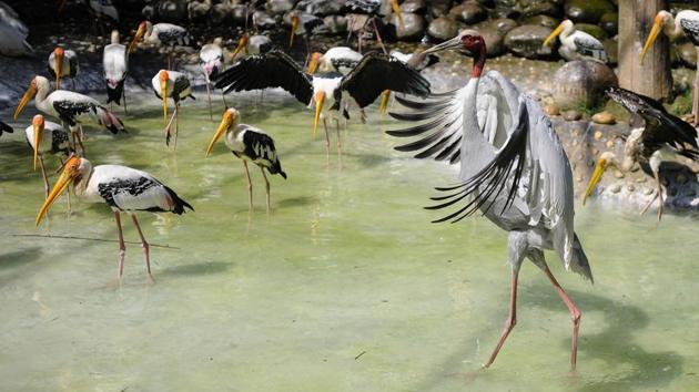 A Sarus Crane stands tall among painted storks at the Chhatbir zoo. (Anil Dayal/HT) A Sarus Crane stands tall among painted storks at the Chhatbir zoo. (Anil Dayal/HT)