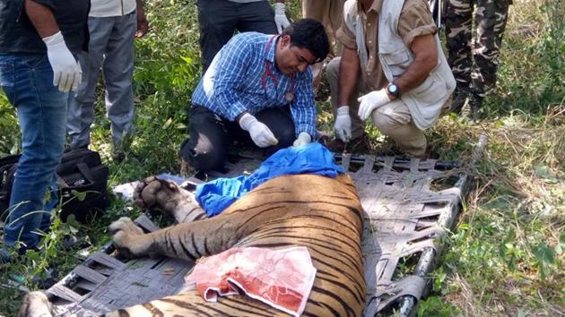 An injured male tiger at Sariska Tiger Reserve being was treated on Sunday morning. (HT Photo)