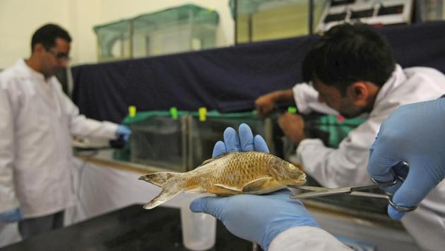 There are some 122 species of fish found in streams, lakes and rivers of the state. Pollution and introduction of exotic species have been blamed for the vanishing of some of the valley’s indigenous fish including Snowtrout or Schizothorax. (Waseem Andrabi / HT Photo)