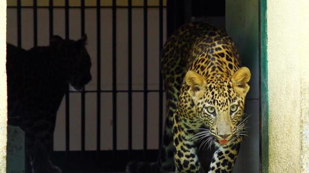 The Uttarakhand HC has ordered an inquiry against the divisional forest officer of Bageshwar for violations during the rescue operation of an injured leopard. (Photo used for representational purpose only)(Pramod Thakur/HT File) The Uttarakhand HC has ordered an inquiry against the divisional forest officer of Bageshwar for violations during the rescue operation of an injured leopard. (Photo used for representational purpose only)(Pramod Thakur/HT File)